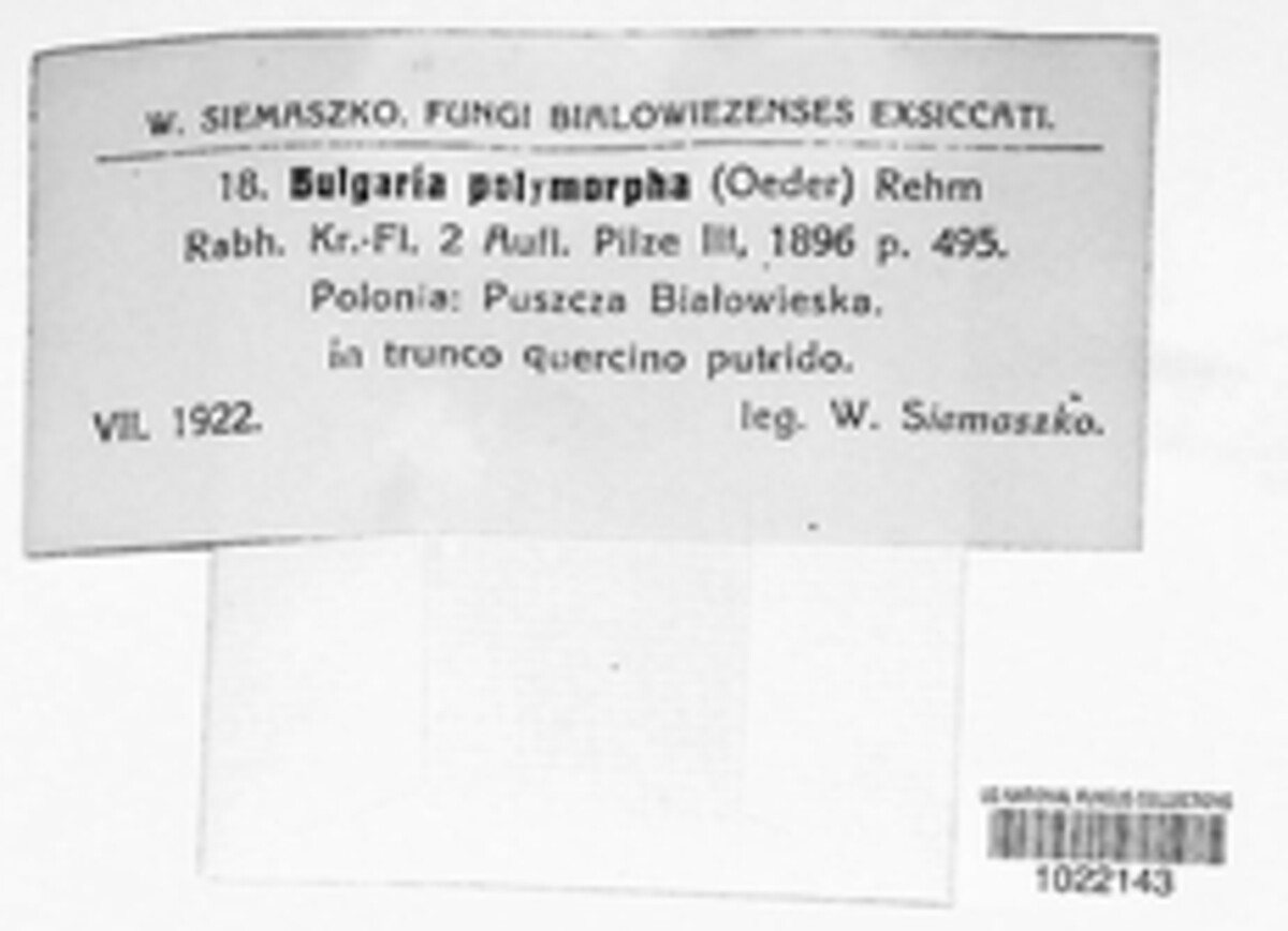 Bulgaria inquinans image